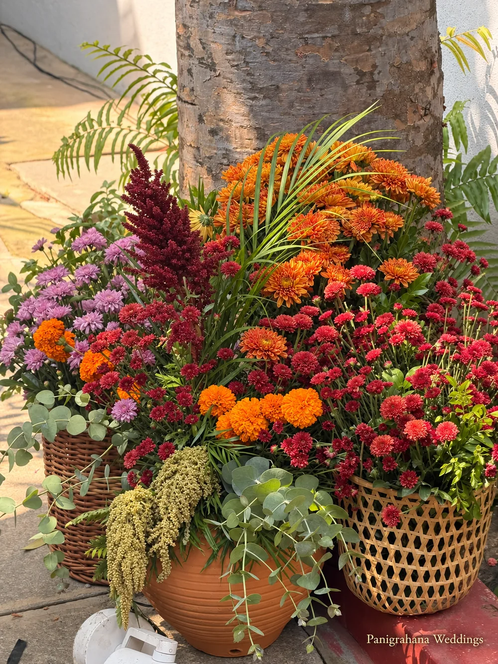 Arrangement of burgundy celosia plumes, marigolds, red and purple chrysanthemums and hanging amaranthus in a terracotta pot and a cane basket at the foot of a tree