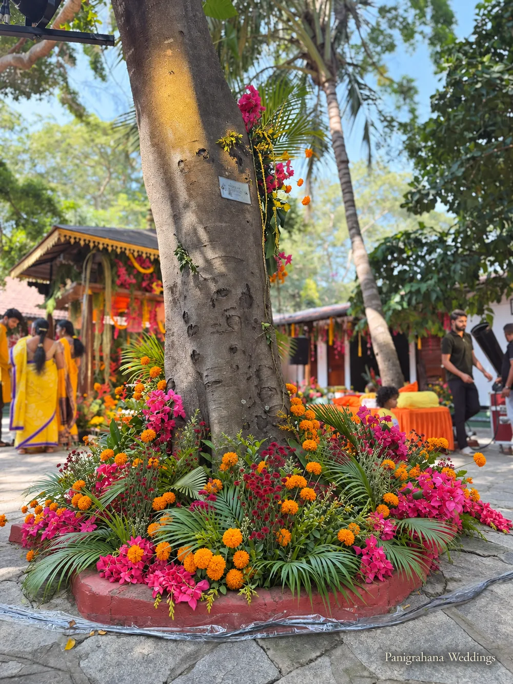 A courtyard tree with its base wrapped in a bed of marigolds, pink bougainvillea and palm leaves, with the haldi pavilion and guests in yellow behind