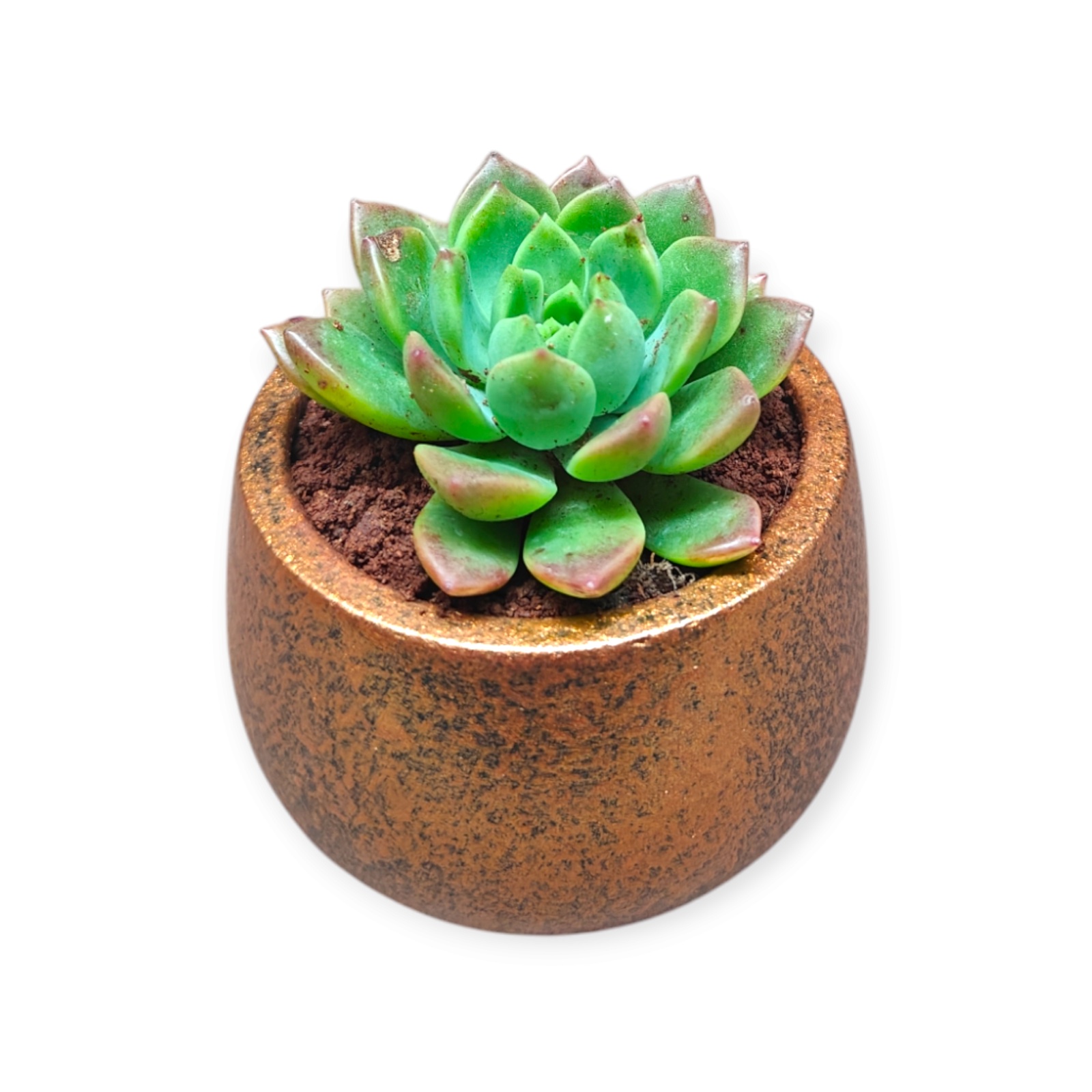 Rosette succulent in a small copper-coloured pot on a white background
