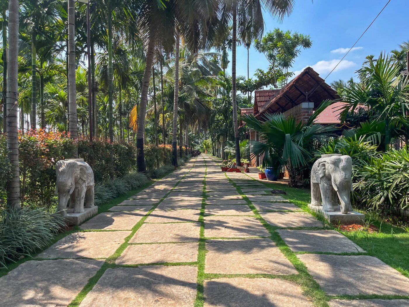 Samaya's approach avenue on a clear morning — broad stone slabs with grass joints running between two carved stone elephants, tall areca palms and a clipped hedge on the left, the brick-and-clay-tile guest block on the right