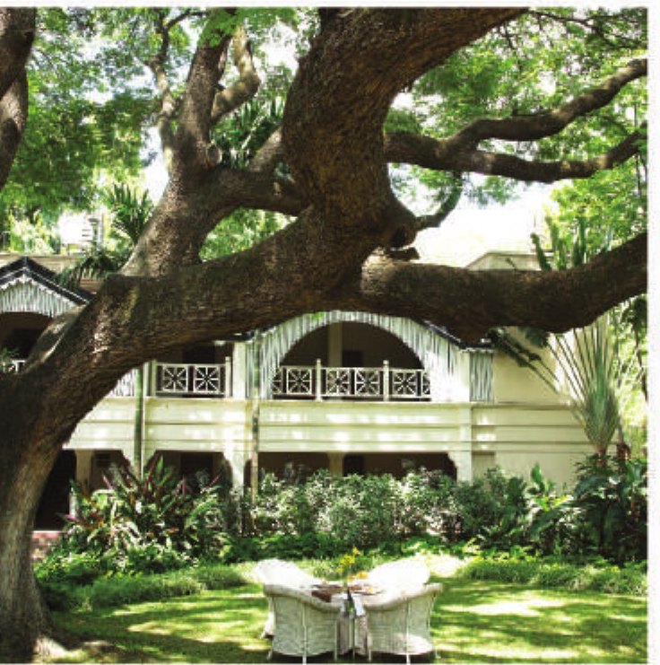 The rain tree at Taj West End Bengaluru in daylight — a massive horizontal limb spreading across the frame above a lawn, with the white arched verandah of the heritage block behind and two cane armchairs and a small table set out on the grass beneath