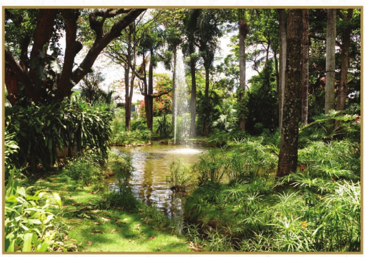 The garden pond and fountain at Taj West End Bengaluru — a jet playing in a still pool under tall trees, banked with ferns, papyrus and broad-leaved planting on both sides, in dappled midday light
