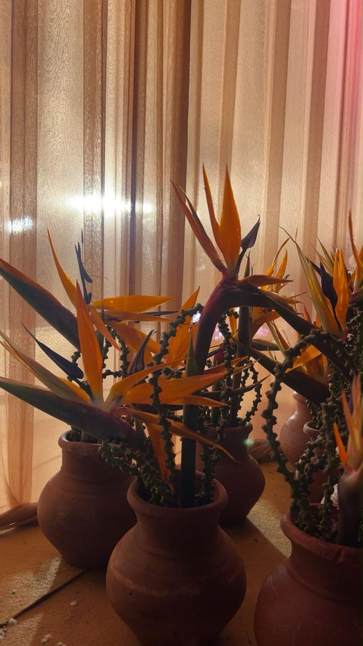 Birds of paradise flowers in terracotta pots against sheer curtains at a boho wedding reception in Bangalore