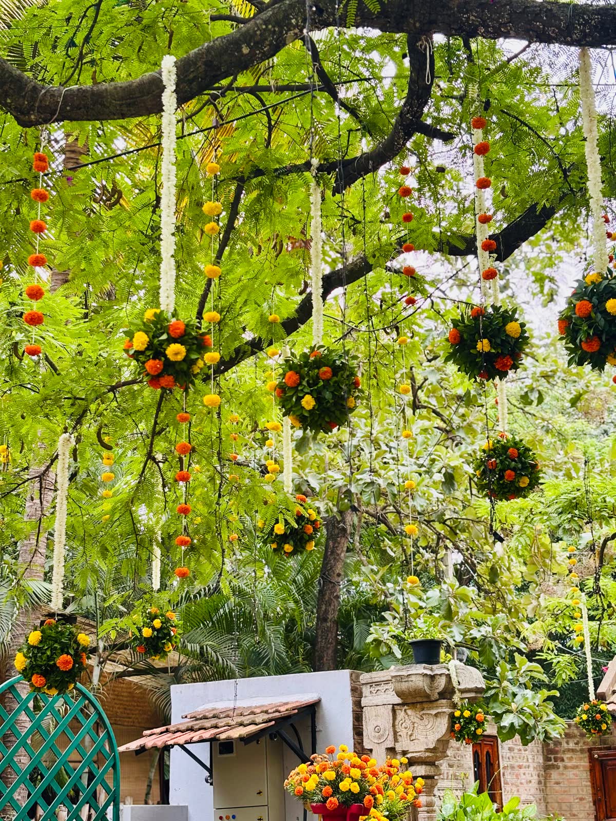 Detail of hanging marigold and green foliage spheres with orange and yellow marigold ropes and white jasmine strings against the rain tree canopy